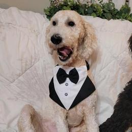 Goldendoodles from Gate’s Open Goldendoodles