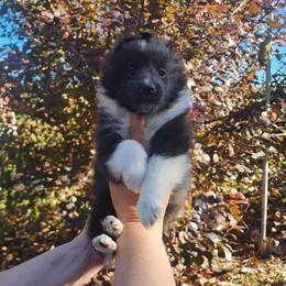 Danny - Black and white male Shetland Sheepdog puppy in Weedsport, New York from M&M Shelties and Smooch-A-Bulls English Bulldogs