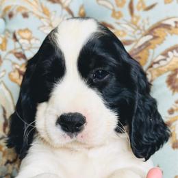Cowboy - Black and white male English Springer Spaniel puppy in Casa Grande, Arizona from The Spaniel Garden