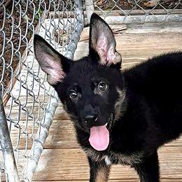 Alexa (girl red) - Black and tan female German Shepherd puppy in San Antonio, Texas from CISCOK9