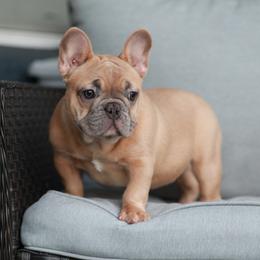 Blue Fawn Female French Bulldog - AKC - Blue fawn female French Bulldog puppy in Gulf Breeze, Florida from SW Frenchies