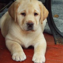 Labrador Retriever Puppies from Alpine Labradors