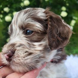 Mia - Merle female Bernedoodle puppy in Fairmont, West Virginia from Mountainside Doodles, LLC