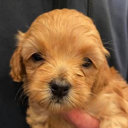 Goldendoodle Puppies from Atkinson Goldendoodles