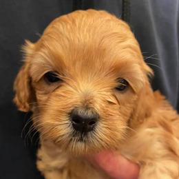 Goldendoodle Puppies from Atkinson Goldendoodles