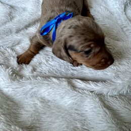 Gravy - Dachshund puppy from Honey Creek Doxies