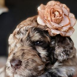 Nova - Merle female Goldendoodle puppy in Pine Grove, California from Lundee Doodles