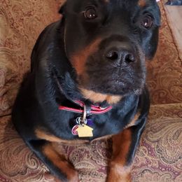 Rottweilers from Kristin Deras' Rottweilers