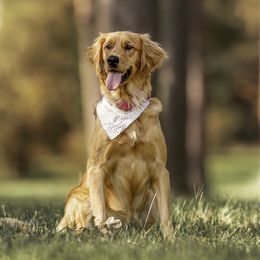 Autumn - Golden Retriever