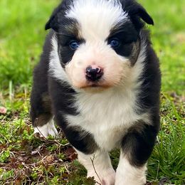 Miniature Australian Shepherds from Sunrise Acres Kennels