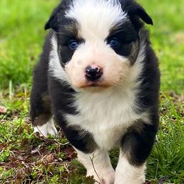 Miniature Australian Shepherds from Sunrise Acres Kennels
