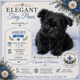 Amore - Black male Mi-Ki puppy in Middleburg, Florida from Elegant Tiny Paws