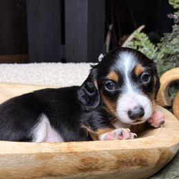 Arlo - Piebald male Dachshund puppy in Washburn, Tennessee from Clinch Mountain Dachshunds