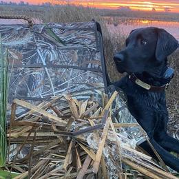 Labrador Retrievers from Hudson Silverado Bird Dogs
