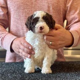 Boy 2 - Brown male Lagotto Romagnolo puppy in Sugar Valley, Georgia from Pinnacle Farm and Kennel