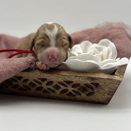 Girl 1 - Red  Goldendoodle puppy in Blanchard, Oklahoma from I Dream of Doodles