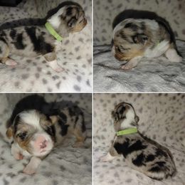 American Corgi Puppies from Cold Creek Family Farm LLC