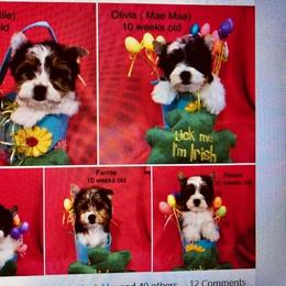Biewer Terrier and Poodle Puppies from Eaglehill-South Miniature Poodles/Classic Biewer Terriers