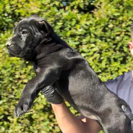 Girl 1 - Black female Cane Corso puppy in California from Donato Kennels