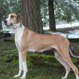 Iris - Great Dane