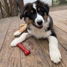 Red - Black tri-color male Australian Shepherd puppy in Grand Rapids, Michigan from Griffin Tides - Australian Shepherds