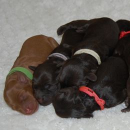 Australian Labradoodle Puppies from Lakeview Labradoodles