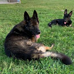 German Shepherd Puppies from Haus Kriegerhund