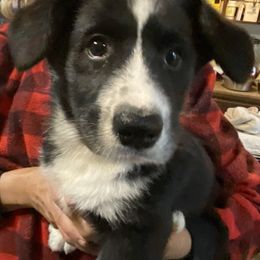 Daisy Jane - Black and white female Great Dane puppy in Glenville, New York from Red Oak Farm and Kennel