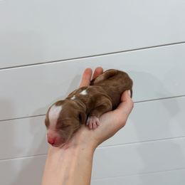 Cookie - Red  male Goldendoodle puppy in Rio Linda, California from GoldendoodlePaw