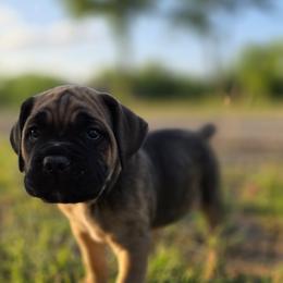 Cane Corso Puppies from HOUSE OF HALL CANE CORSOS