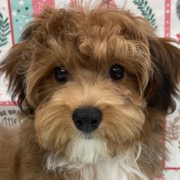 Bichon Frises and Havanese from Cambeas Puppies