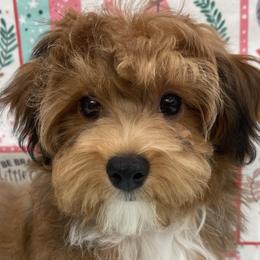 Bichon Frises and Havanese from Cambeas Puppies