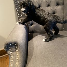 Aussiedoodle Puppies from Amour Aussiedoodles