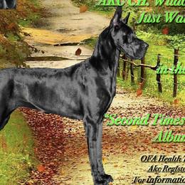 Ivy - Great Dane
