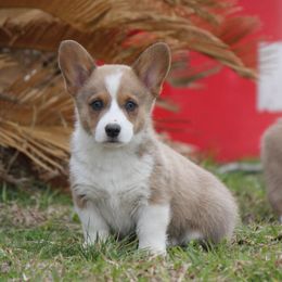 American Corgi and French Bulldog Puppies from Moonstone Corgis & Frenchies