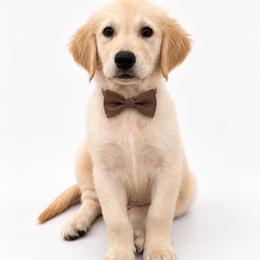 Boy 4 - male Golden Retriever puppy in Chicago, Illinois from Urbane Retrievers