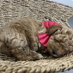 Aussiedoodle, Goldendoodle, and Miniature Australian Shepherd Puppies from Burton's Precious Doodles