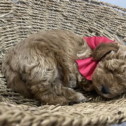 Aussiedoodle, Goldendoodle, and Miniature Australian Shepherd Puppies from Burton's Precious Doodles