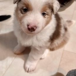 Miniature American Shepherd Puppies from Greenwood Acres Kennel