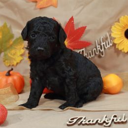 Black girl - Black female Labradoodle puppy in Colonial Beach, Virginia from Bristol Mine Kennels