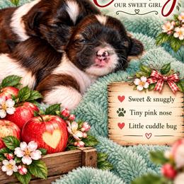 Cameo (Cammy) - Sable and white female Shih Tzu puppy in Cordova, Maryland from Harlequins Shih Tzu