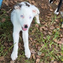 Girl 5 - Blue merle female Australian Shepherd puppy in Lakeland, Florida from Infinite Aussies