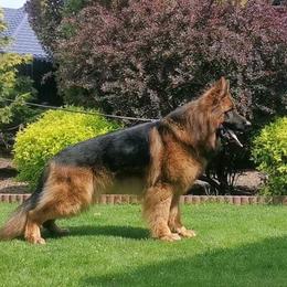 Atos - Black and red male German Shepherd puppy in Melrose, Massachusetts from Farrenhaus