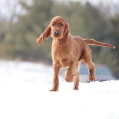 Irish Setter Puppies from Kilkieran Kennels and farm