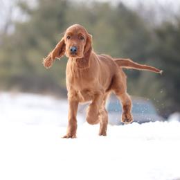 Irish Setter Puppies from Kilkieran Kennels and farm