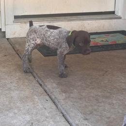 German Shorthaired Pointer Puppies from H & J Farms