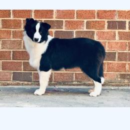 Harper - Black female Border Collie puppy in Dunn, North Carolina from Coylety Kennel