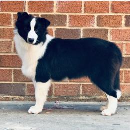 Harper - Black female Border Collie puppy in Dunn, North Carolina from Coylety Kennel