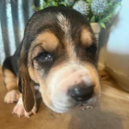 Tan - Black brown and white male Basset Hound puppy in Hay Springs, Nebraska from Rain and Snow Bassets