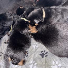 Girl 6 - Black and mahogany female Rottweiler puppy in Detroit, Michigan from Dark Storm Kennels